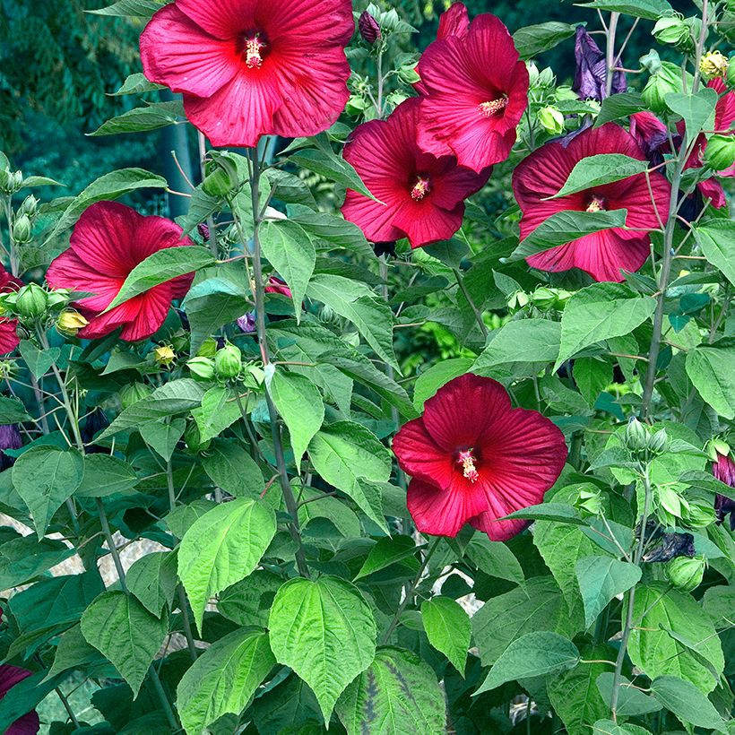 Jättihibiskus Rouge (Kasvutapa)