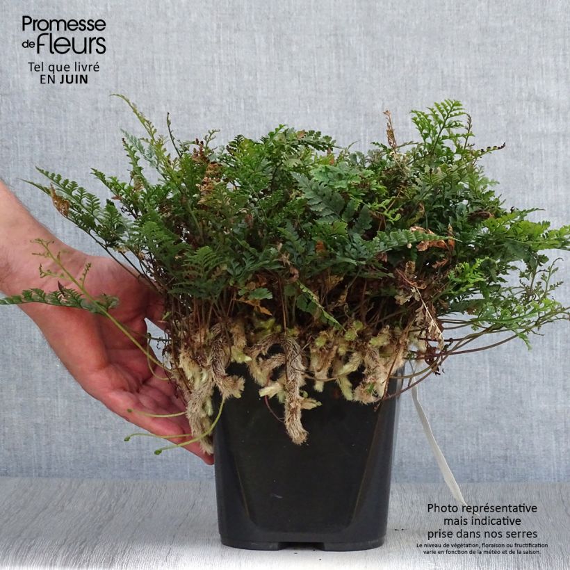 Esimerkki kesällä toimitetusta Humata tyermannii Pot de 12 cm / 13 cm-taimesta