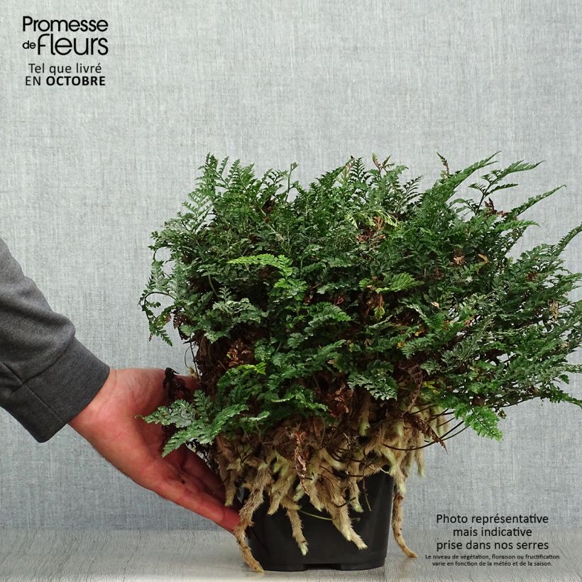 Esimerkki syksyllä toimitetusta Humata tyermannii 12 cm / 13 cm ruukku-taimesta