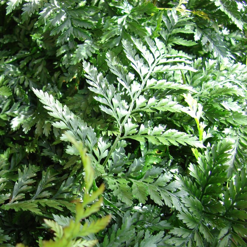 Humata tyermannii (Lehvistö)
