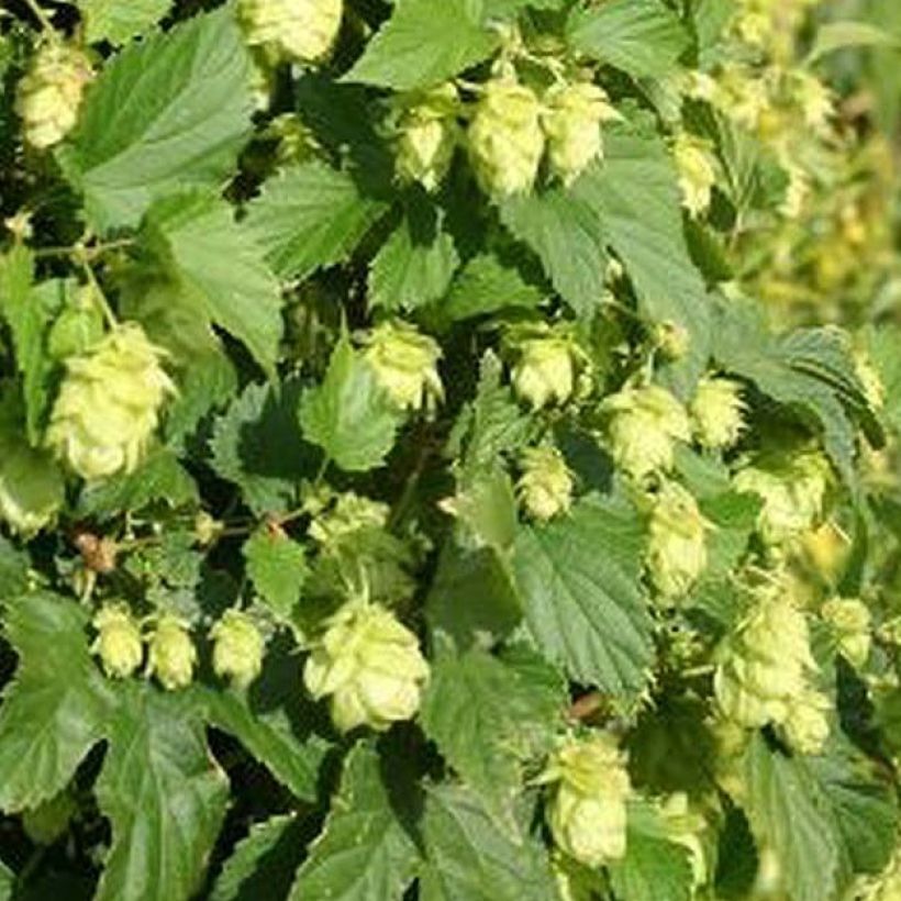 Humala Nordbrau (Lehvistö)