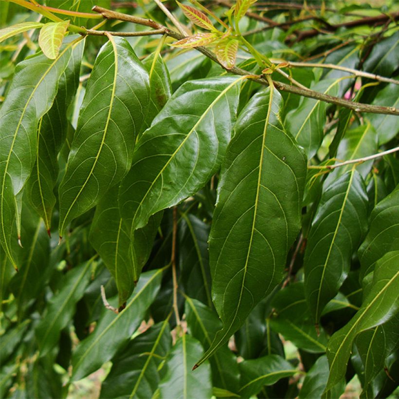 Huodendron biaristatum (Lehvistö)