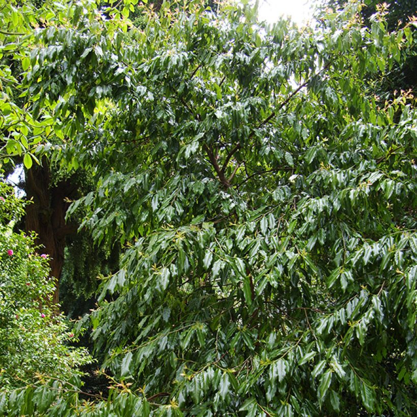 Huodendron biaristatum (Kasvutapa)