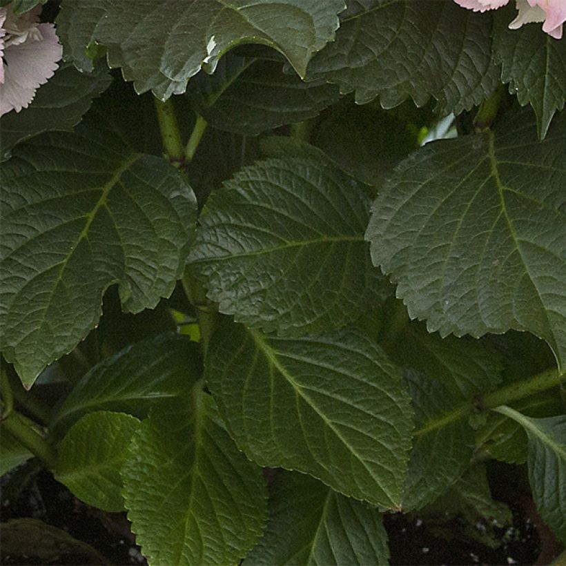 Jalohortensia Magical Pearl (Lehvistö)