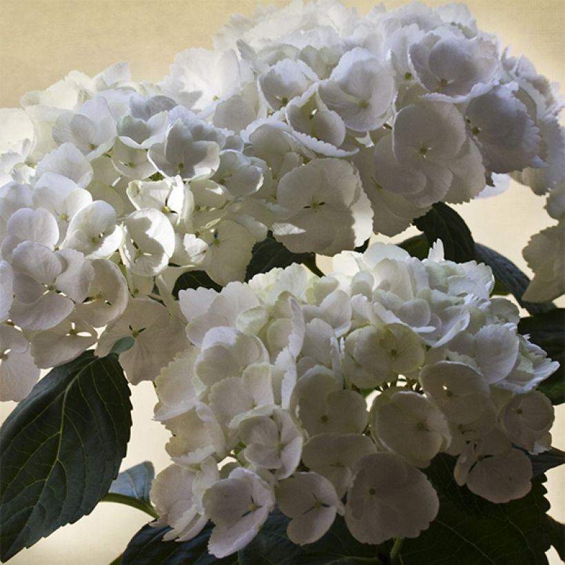 Jalohortensia Magical Pearl (Kukinta)