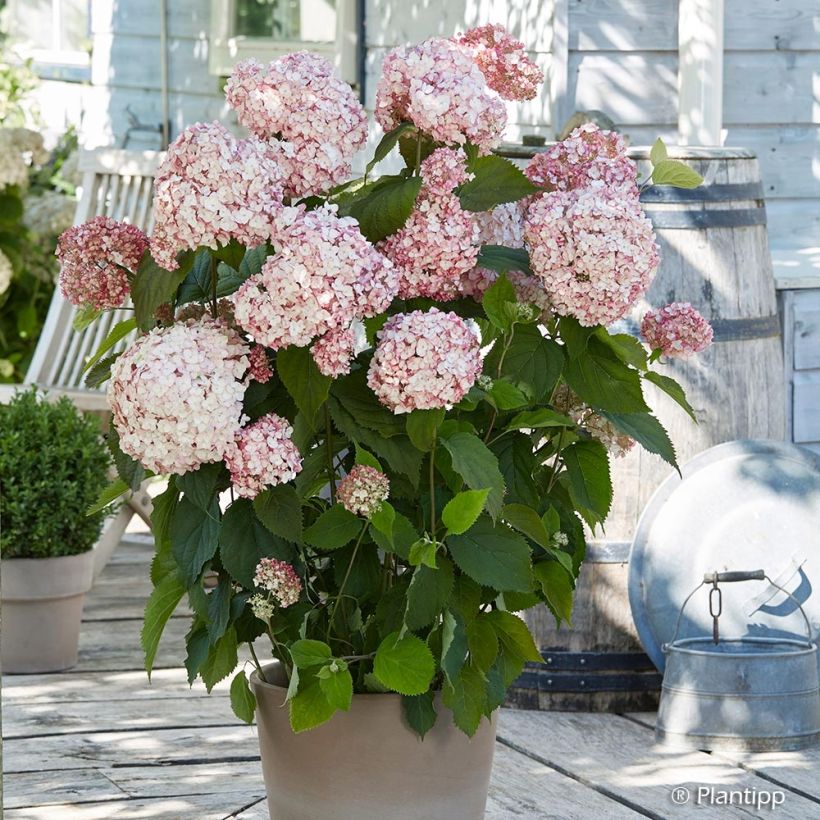 Pallohortensia Candybelle Bubblegum (Kasvutapa)