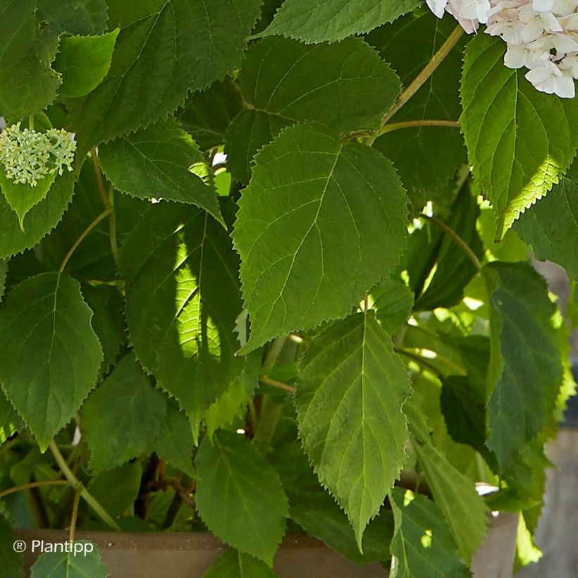 Pallohortensia Candybelle Marshmallow (Lehvistö)