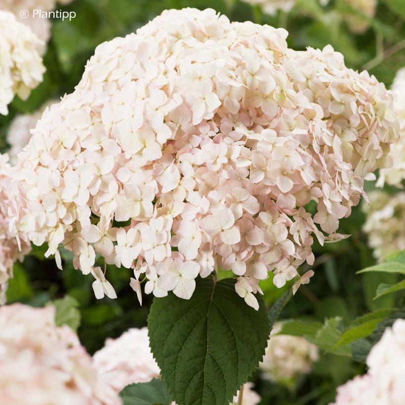 Pallohortensia Candybelle Marshmallow (Kukinta)