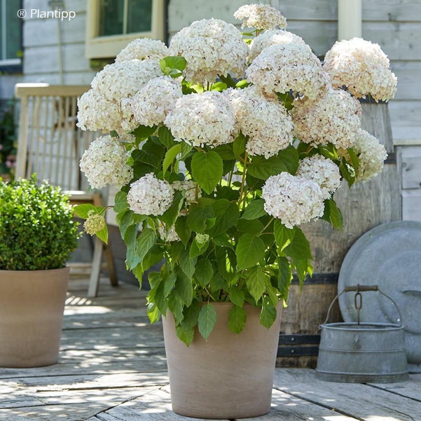 Pallohortensia Candybelle Marshmallow (Kasvutapa)