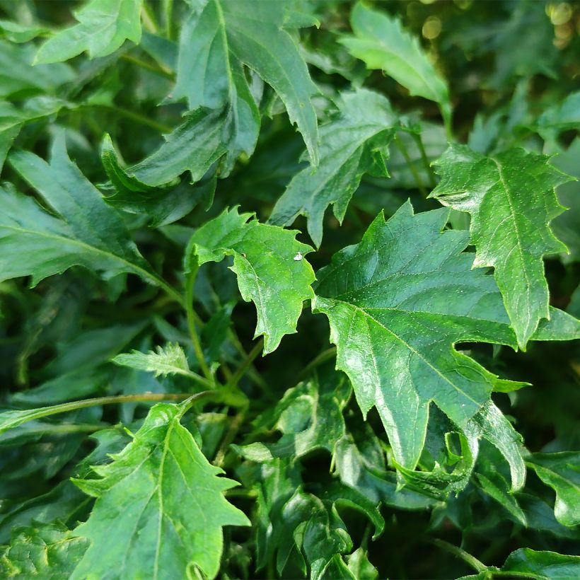 Pallohortensia Emerald lace (Lehvistö)