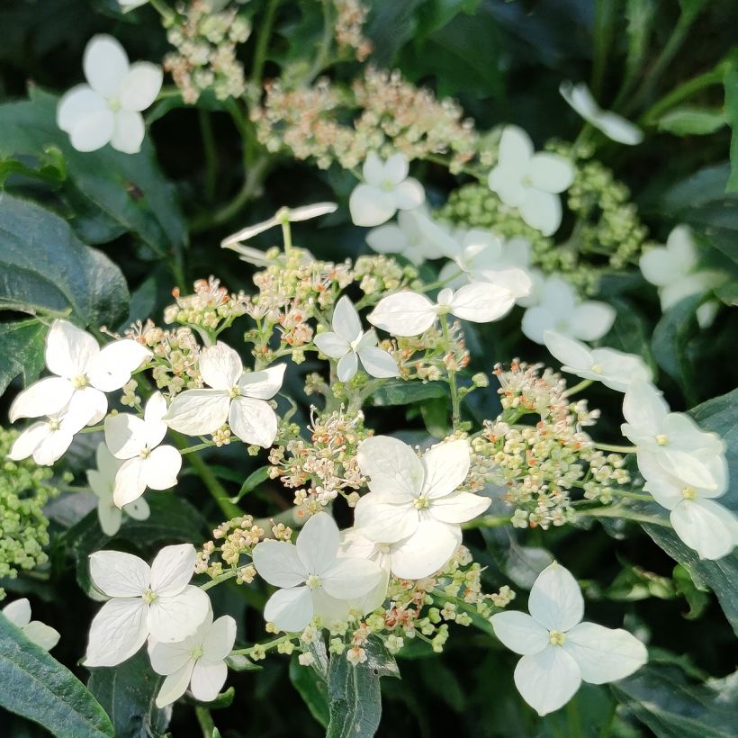 Pallohortensia Emerald lace (Kukinta)