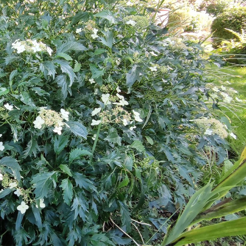 Pallohortensia Emerald lace (Kasvutapa)