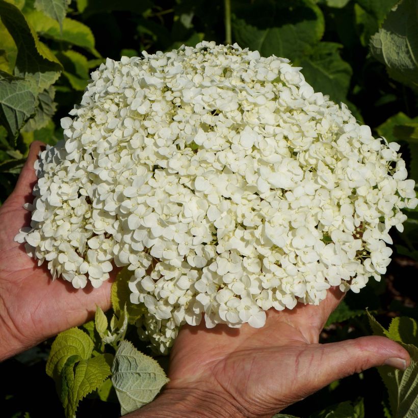 Pallohortensia Golden Annabelle (Kukinta)
