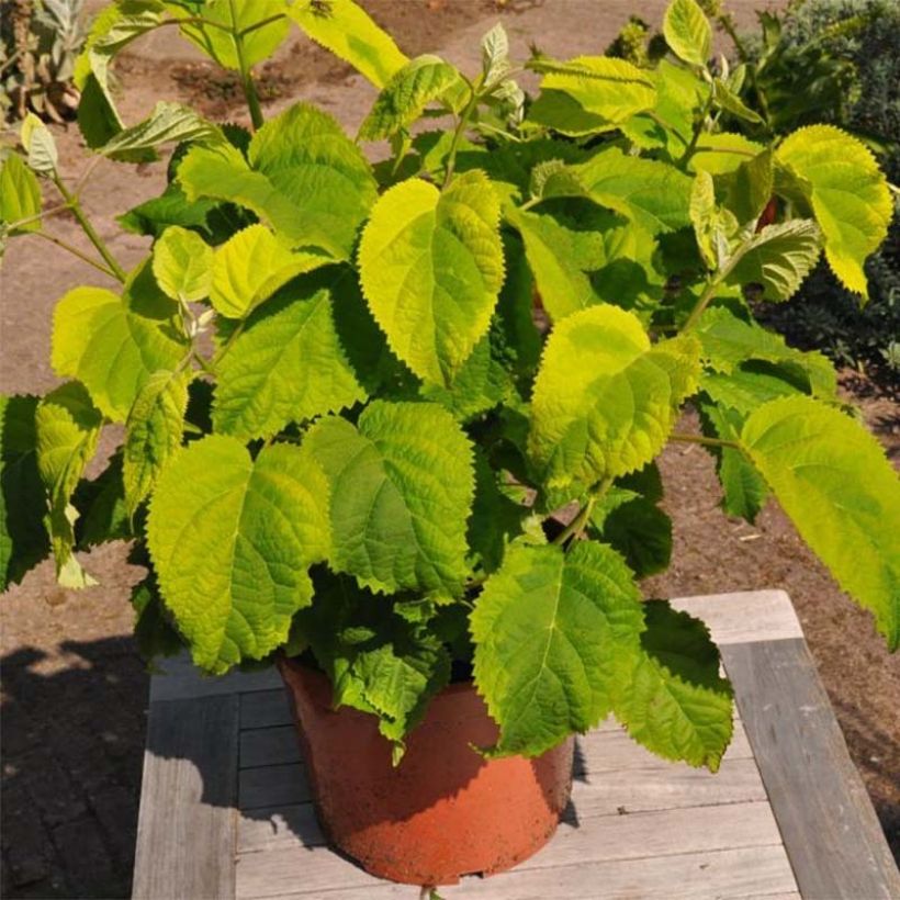 Pallohortensia Golden Annabelle (Kasvutapa)