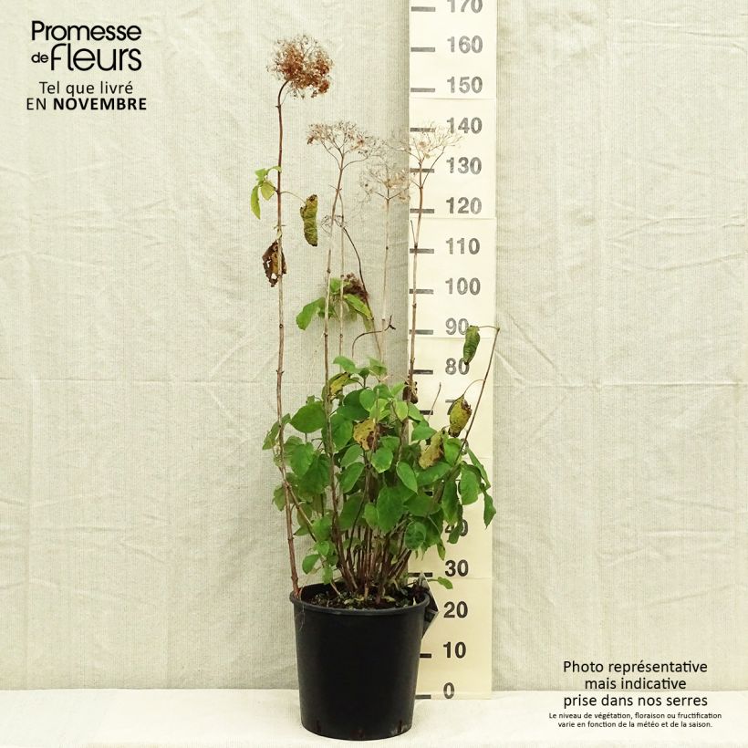 Esimerkki syksyllä toimitetusta Pallohortensia Strong Annabelle 7,5 litran / 10 litran ruukku-taimesta