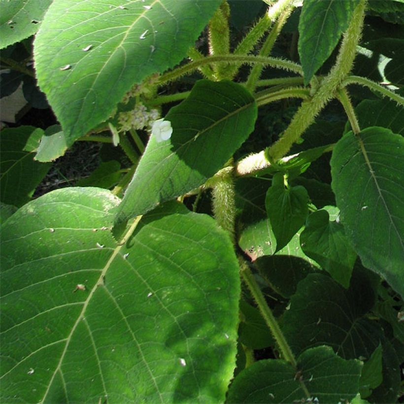 Samettihortensia Anthony Bullivant (Lehvistö)