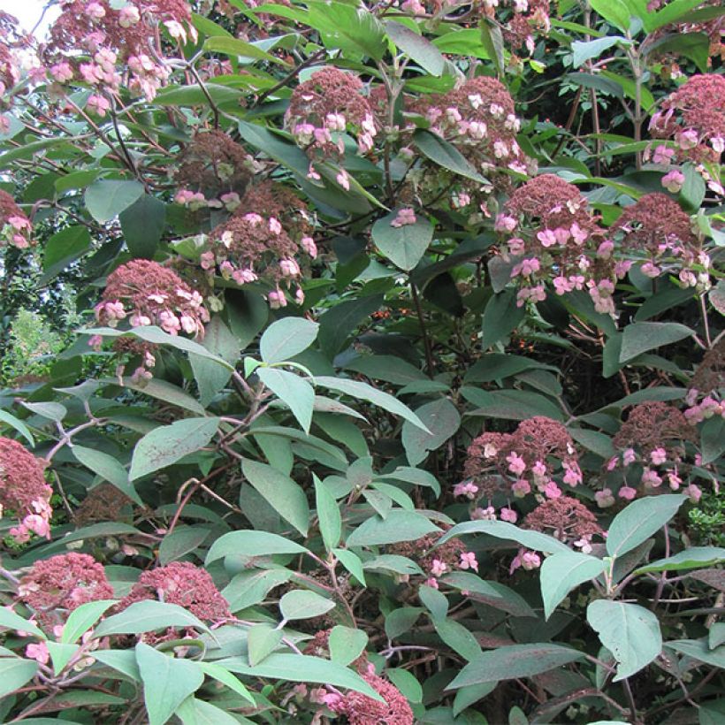 Samettihortensia Anthony Bullivant (Kukinta)