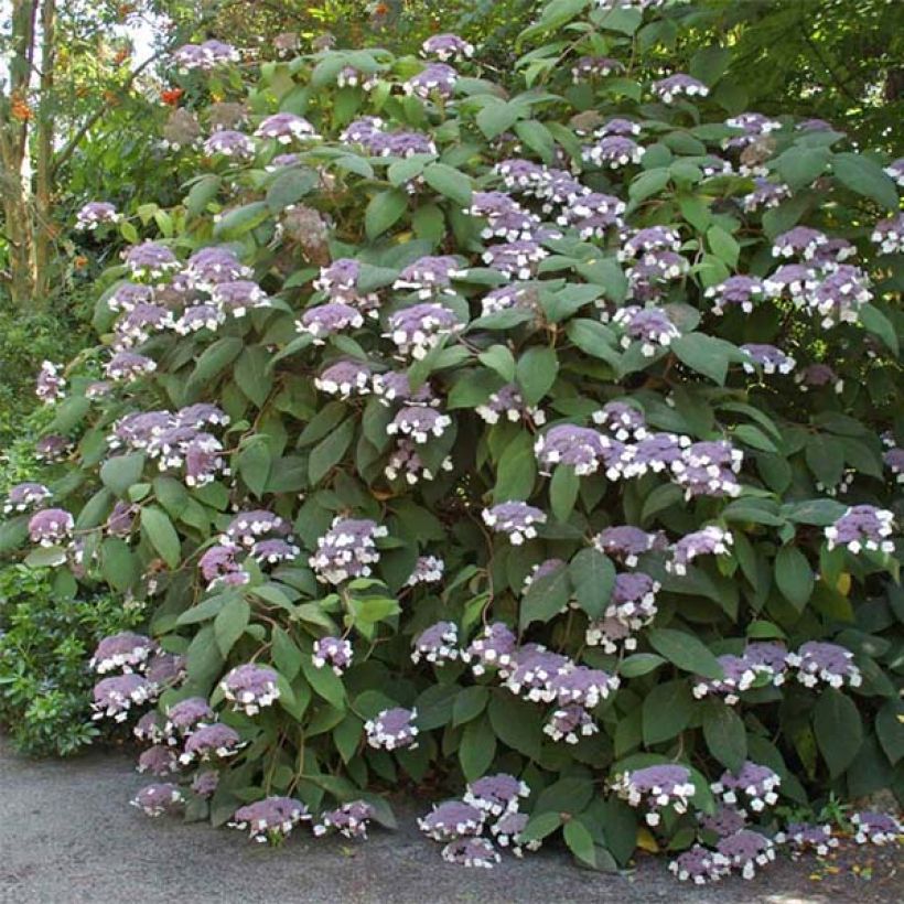 Samettihortensia Bellevue (Kukinta)
