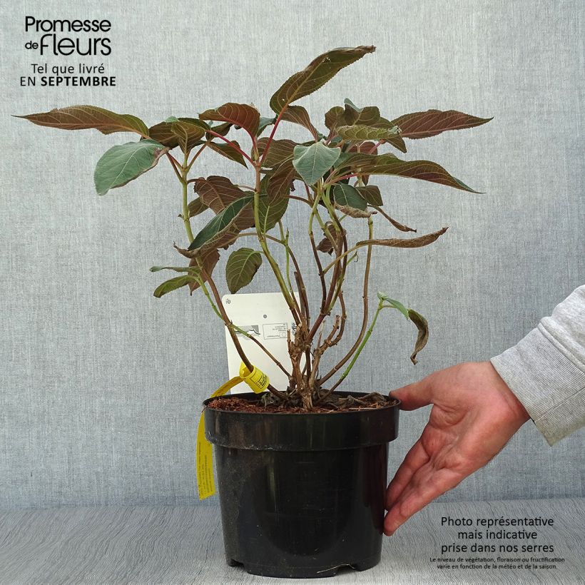 Esimerkki syksyllä toimitetusta Samettihortensia Hot Chocolate 3 litran/4 litran ruukku-taimesta