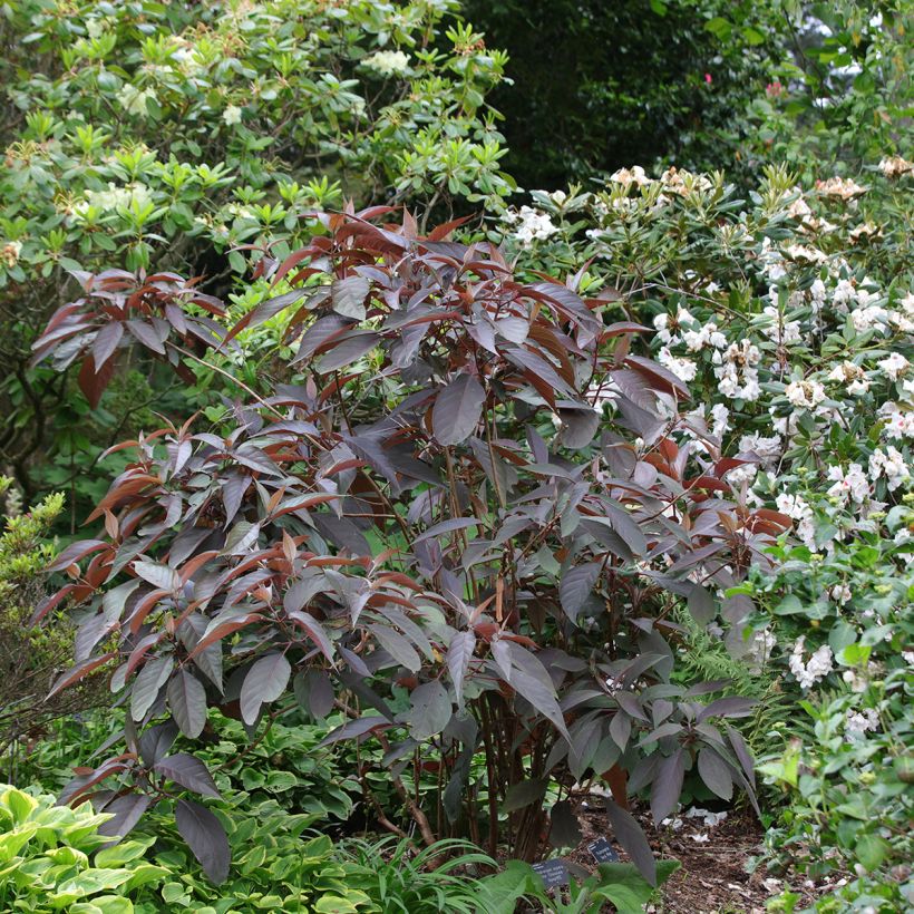Samettihortensia Hot Chocolate (Kasvutapa)