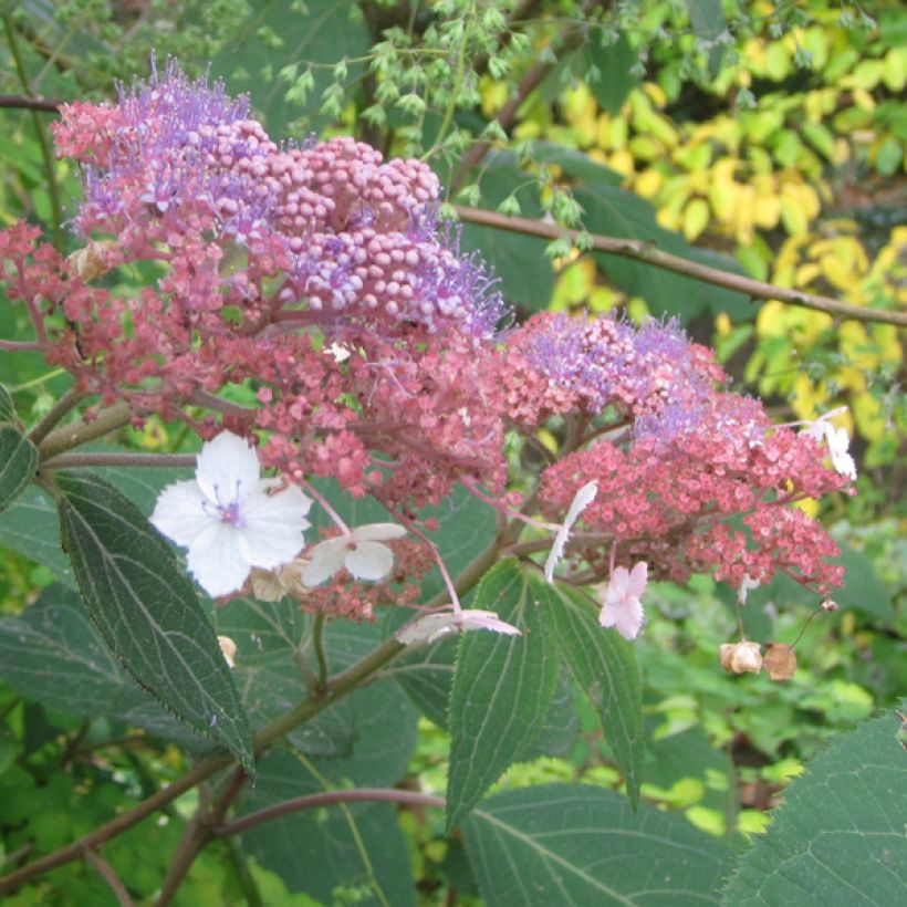 Samettihortensia Kawakami (Kukinta)