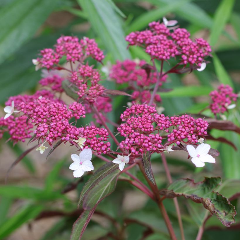 Samettihortensia Rosemary Foster (Kukinta)