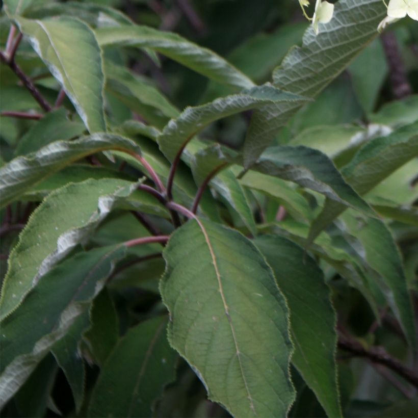 Kiinanhortensia Bretschneideri (Lehvistö)