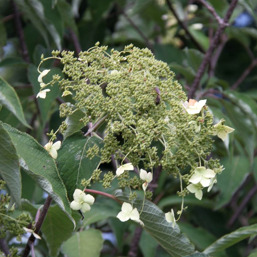 Kiinanhortensia Bretschneideri (Kukinta)