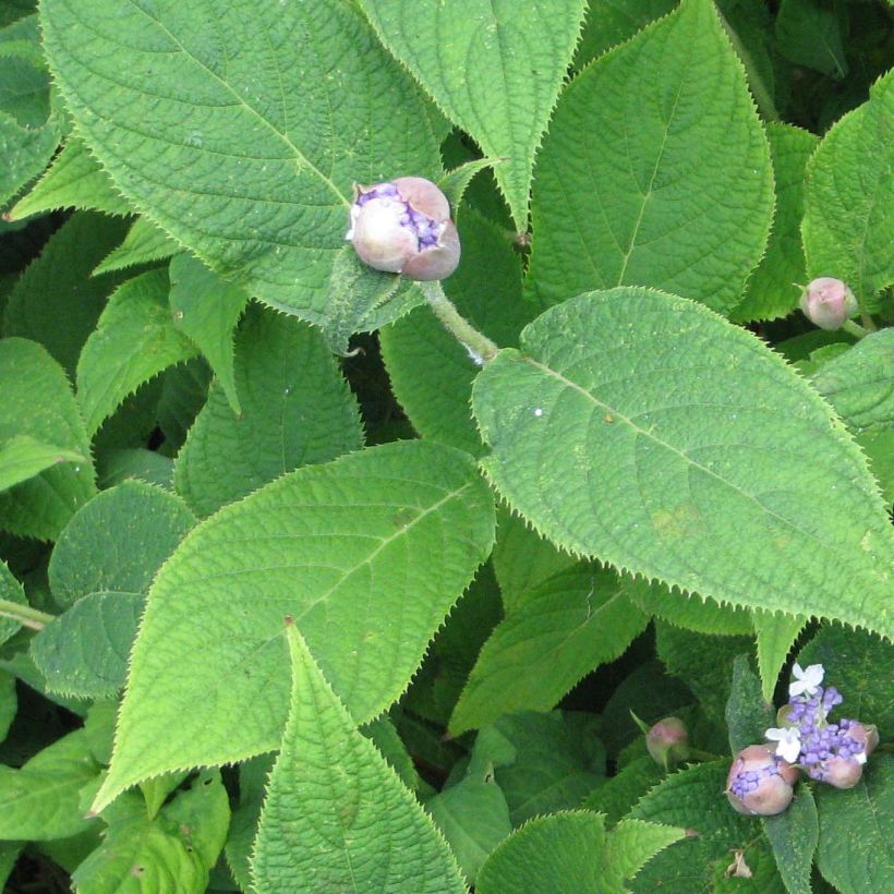 Kehtohortensia - Hydrangea involucrata (Lehvistö)