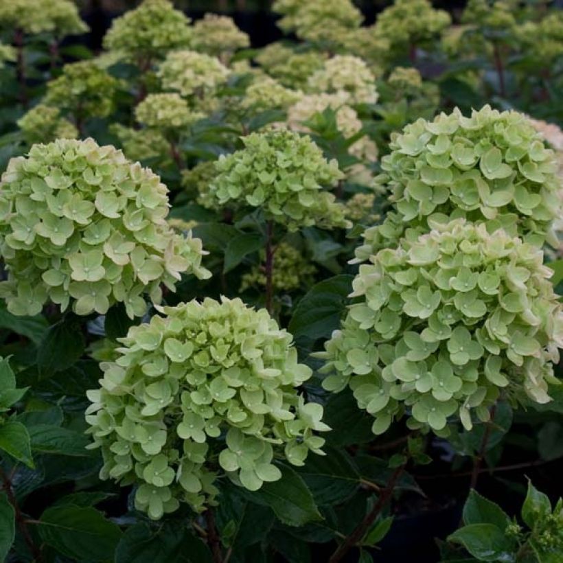 Syyshortensia Little Lime (Kukinta)