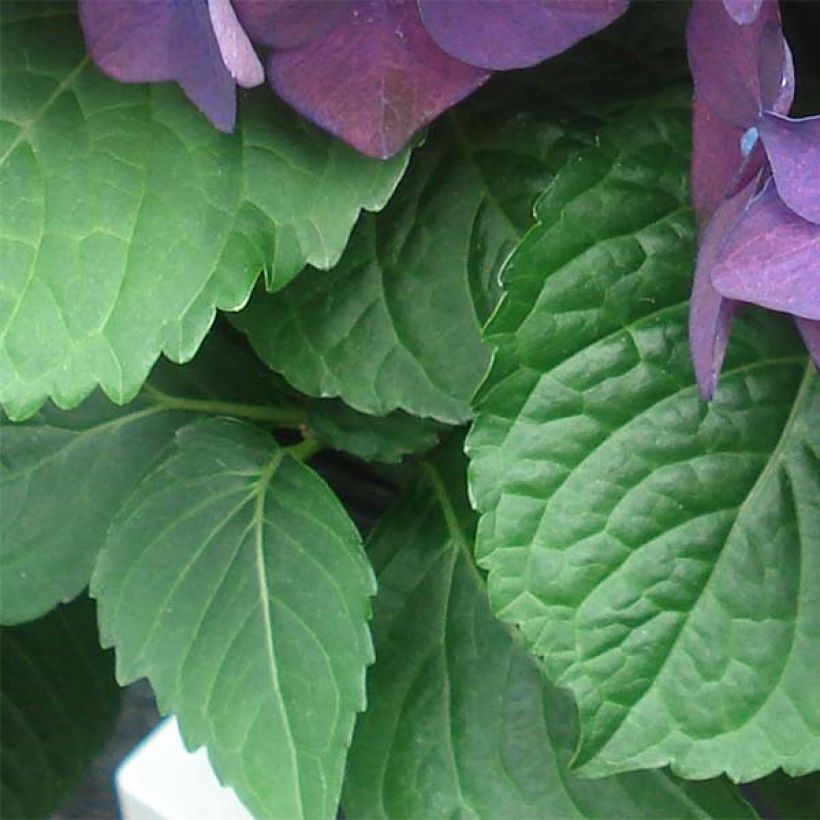 Jalohortensia Deep Purple Dance (Lehvistö)