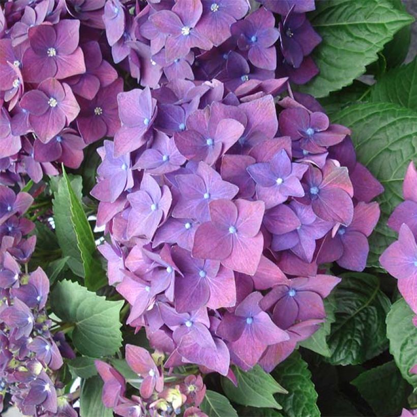 Jalohortensia Deep Purple Dance (Kukinta)