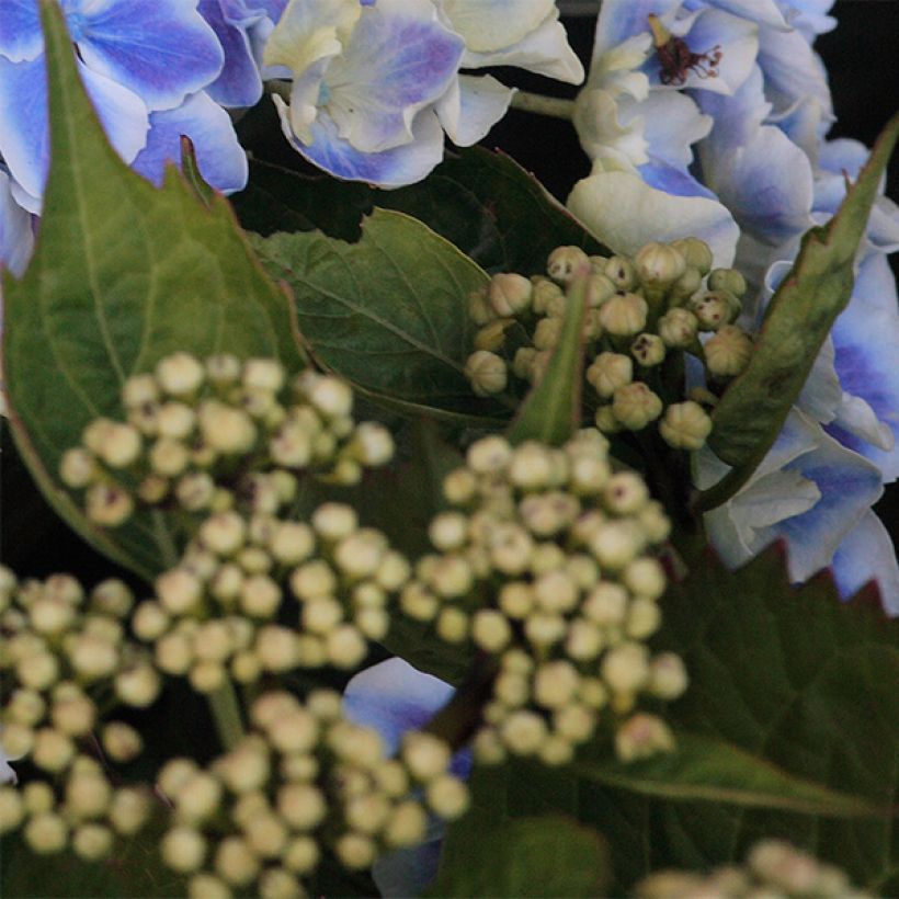 Jalohortensia Lady Fujiyo (Lehvistö)