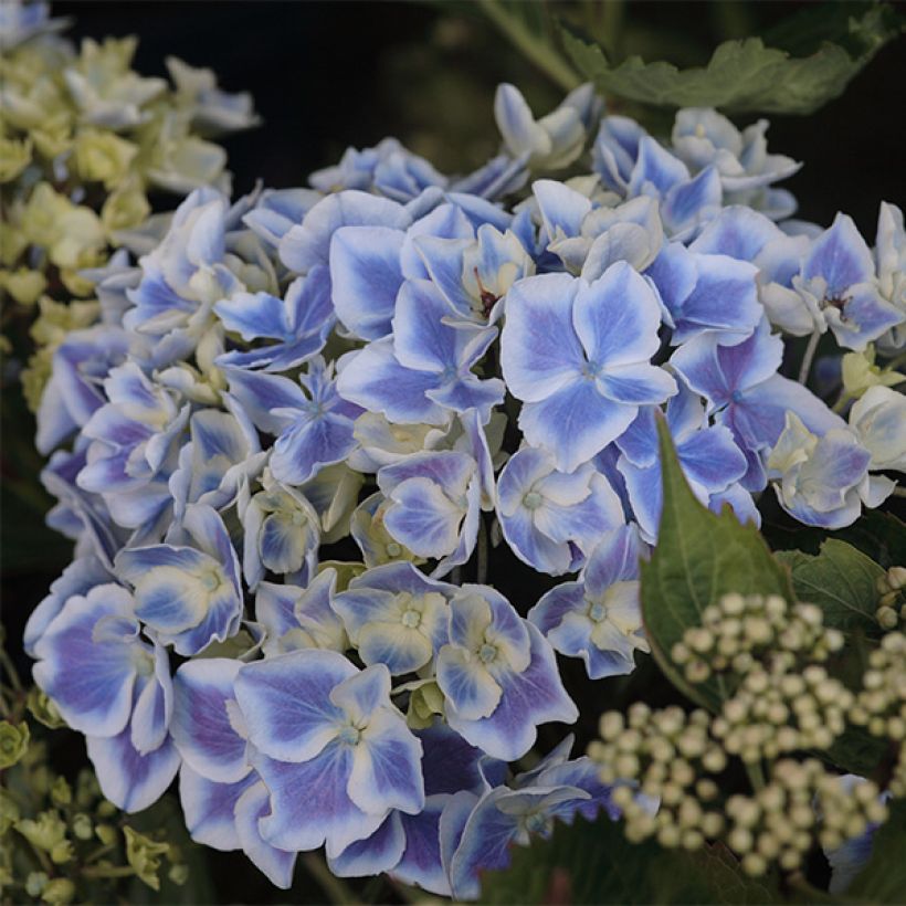 Jalohortensia Lady Fujiyo (Kukinta)
