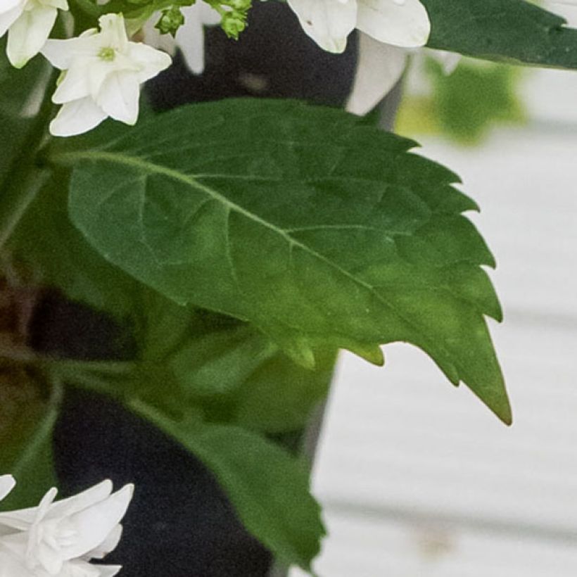 Jalohortensia Shooting Star (Lehvistö)