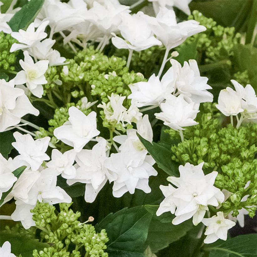 Jalohortensia Shooting Star (Kukinta)