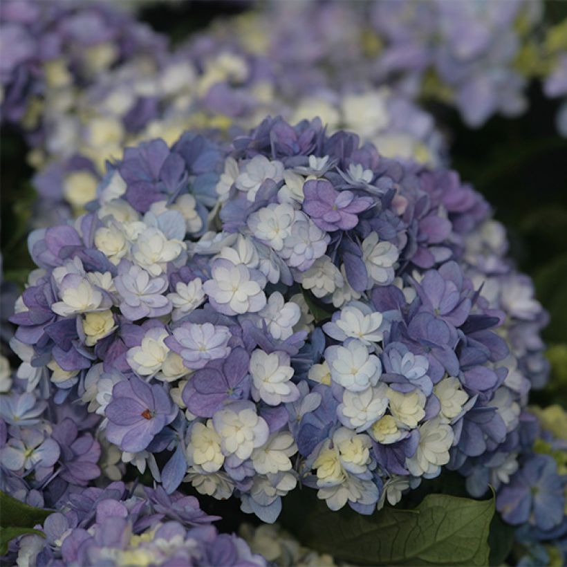 Jalohortensia Tea Time Together (Kukinta)