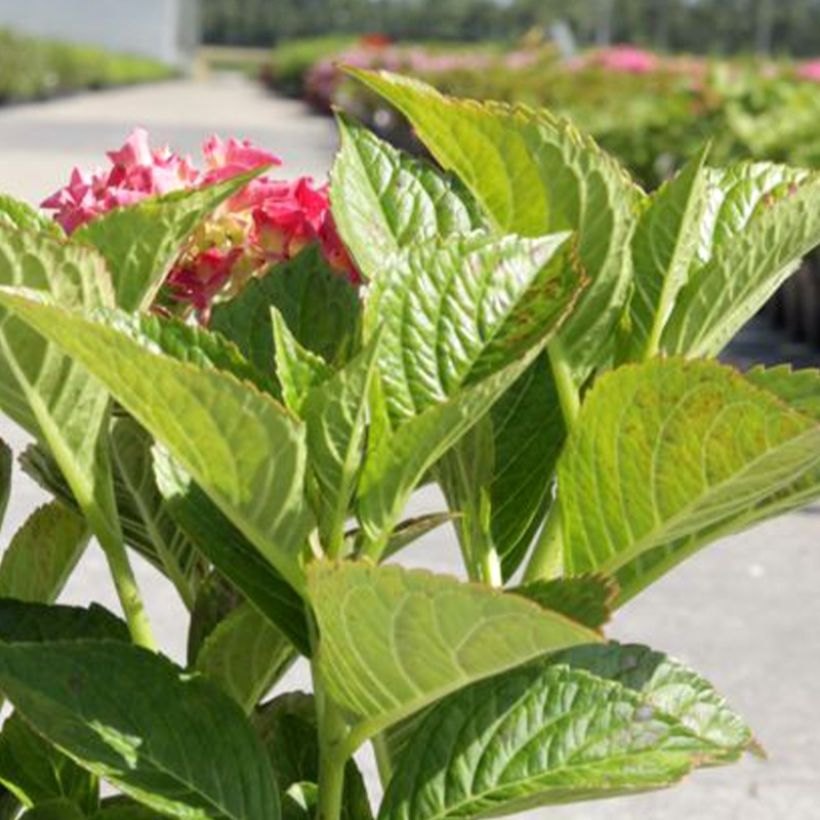 Jalohortensia Alpenglühen (Lehvistö)