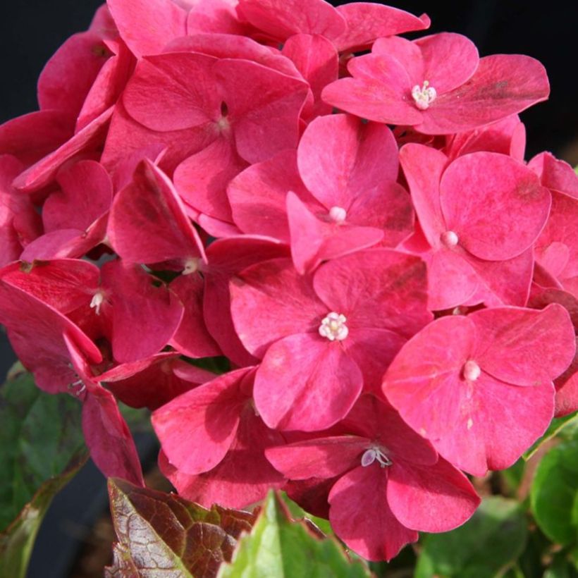 Jalohortensia Alpenglühen (Kukinta)