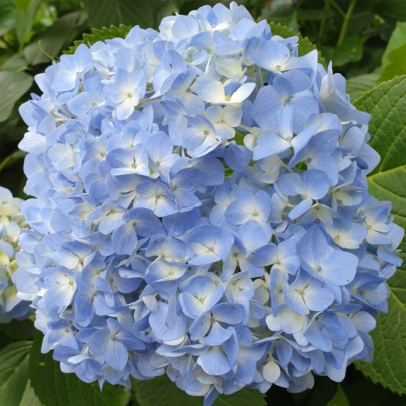 Jalohortensia Ankong (Kukinta)