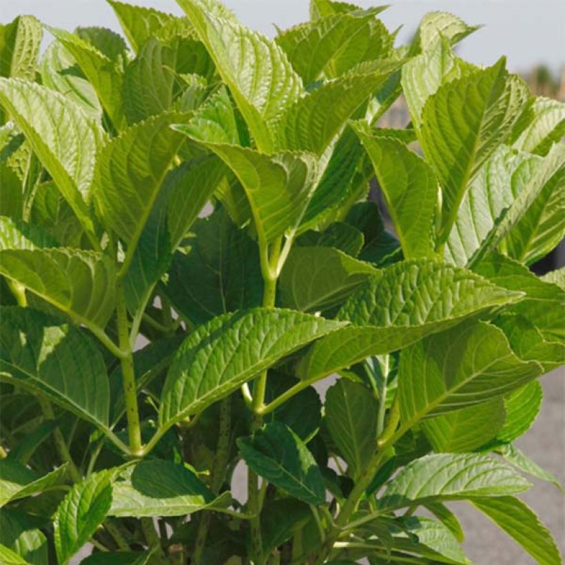 Jalohortensia Belle Séduction (Lehvistö)