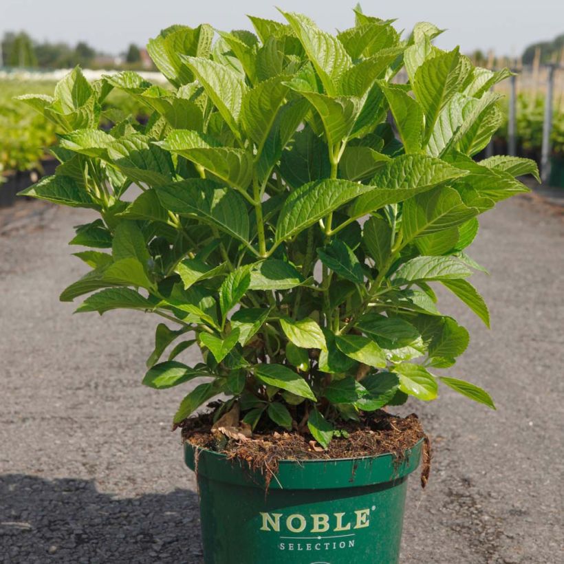 Jalohortensia Belle Séduction (Kasvutapa)