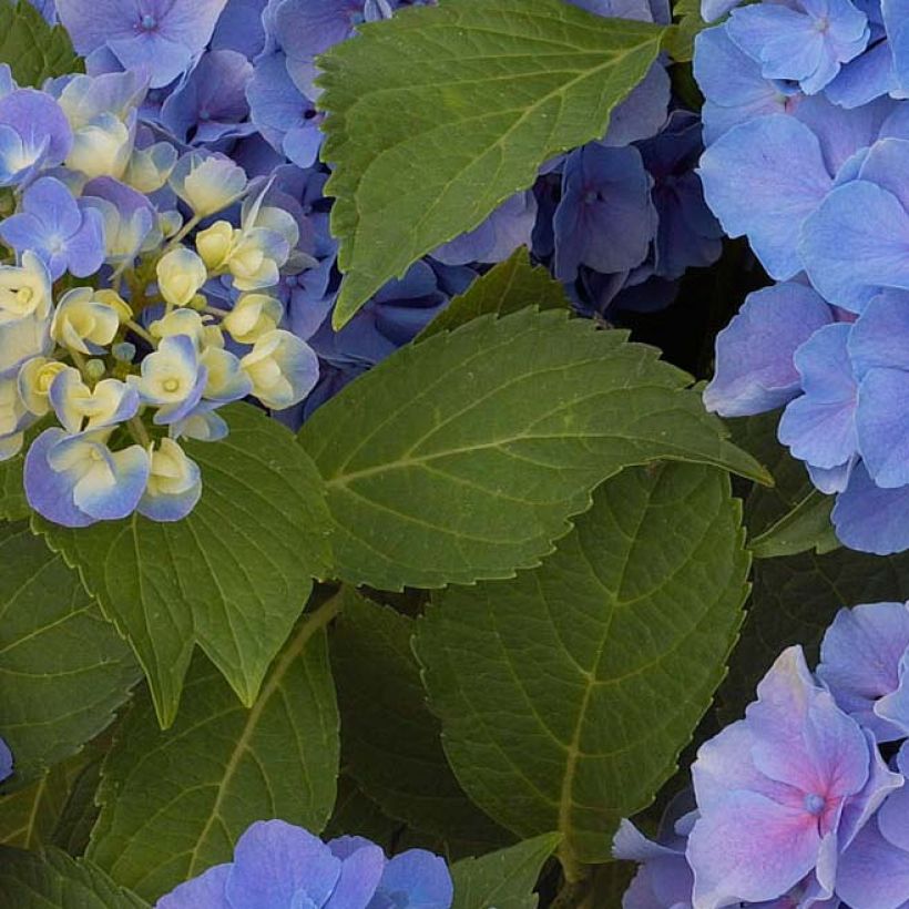Jalohortensia Benelux (sininen) (Lehvistö)