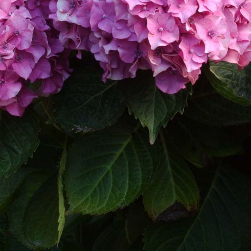 Jalohortensia Benelux (vaaleanpunainen) (Lehvistö)
