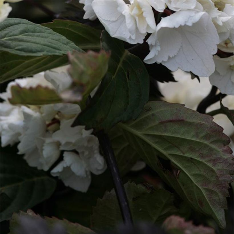 Jalohortensia Black Steel Zebra (Lehvistö)