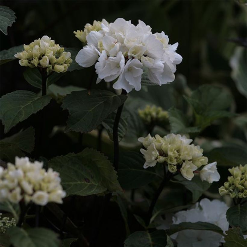 Jalohortensia Black Steel Zebra (Kukinta)