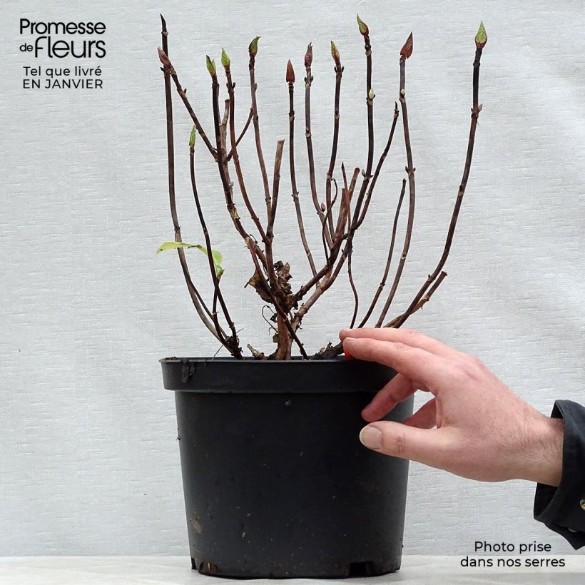 Esimerkki talvella toimitetusta Jalohortensia Black Steel Zebra 4 litran/5 litran ruukku-taimesta
