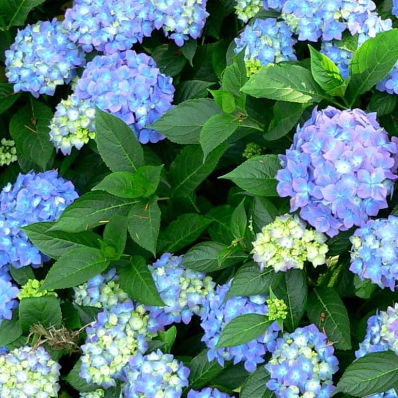 Jalohortensia Blauer Prinz (Lehvistö)