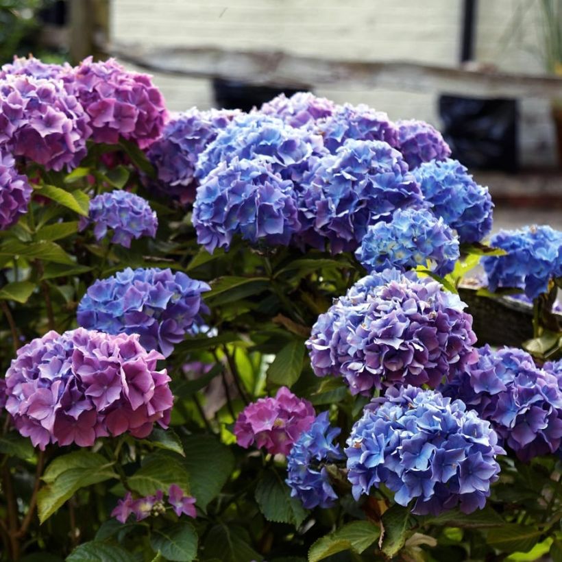Jalohortensia Blauer Zwerg (Kukinta)