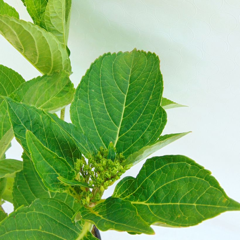 Jalohortensia Blaumeise (Lehvistö)